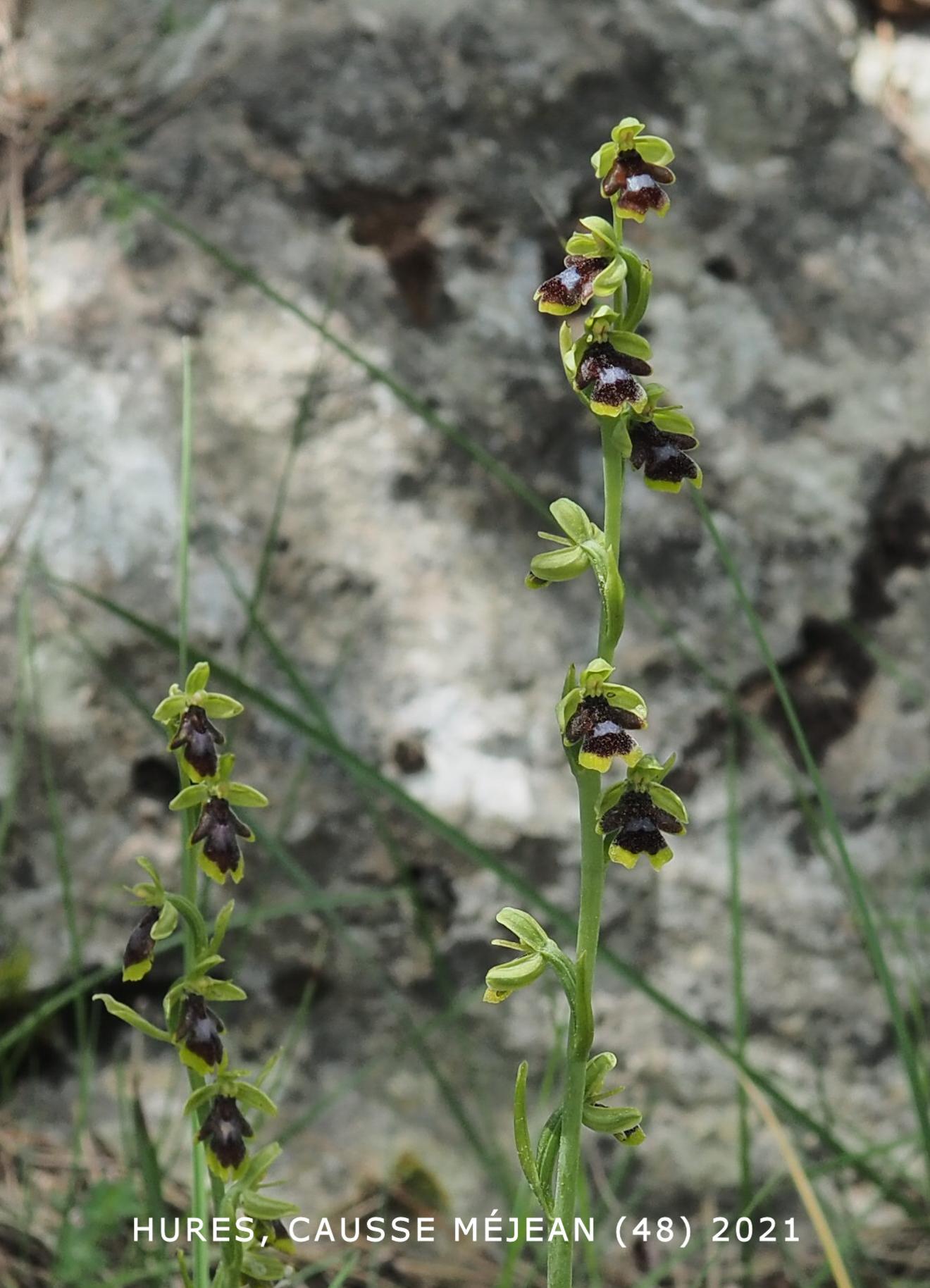 Orchid, Early Fly